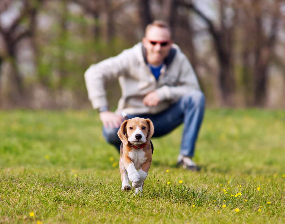 Il cane si educa o si fa educare? (2°parte)