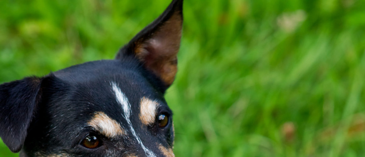 Il cane si educa o si fa educare? (3°parte)