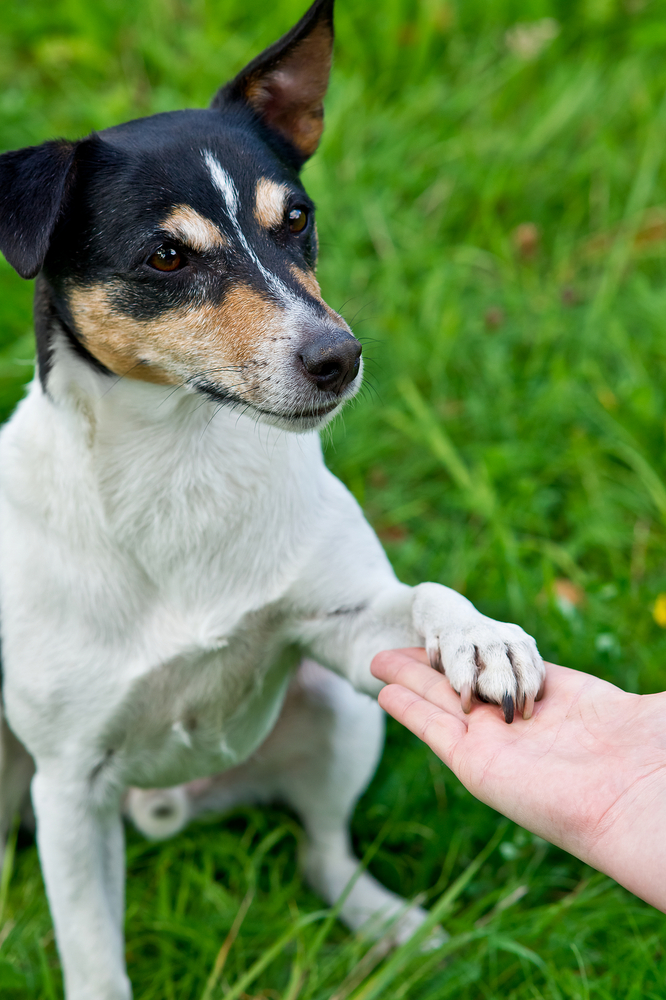 Il cane si educa o si fa educare? (3°parte)