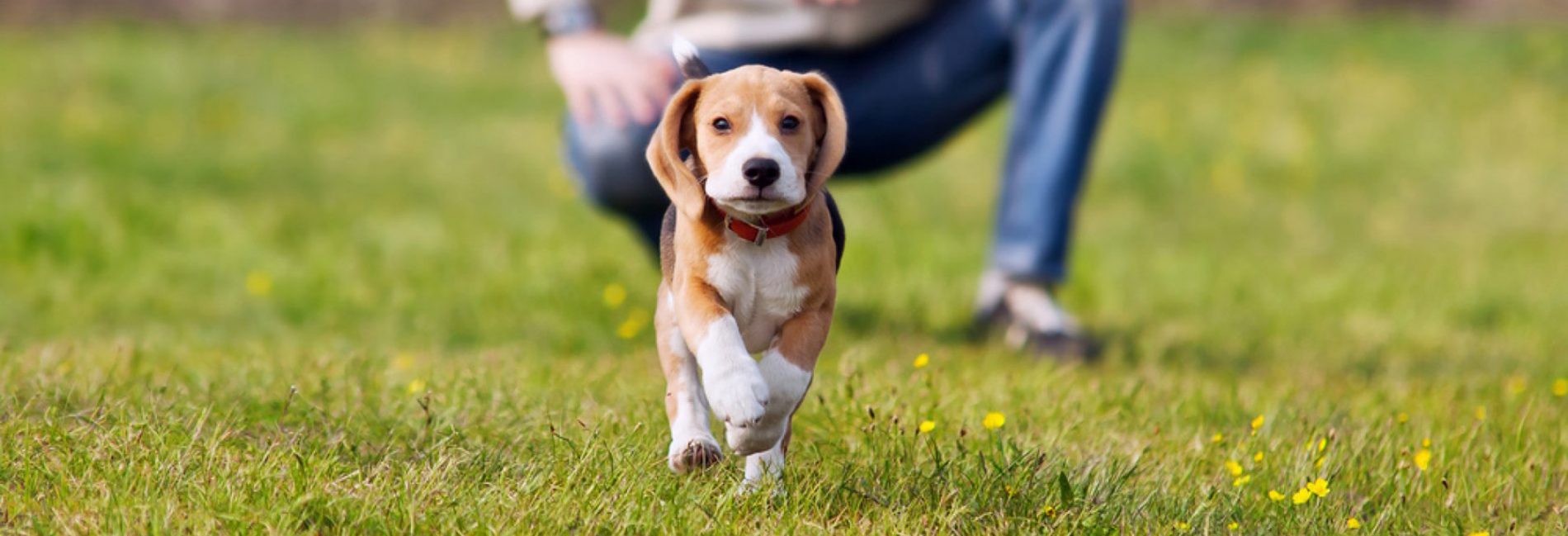 fare sì che ogni proprietario e il suo cane …