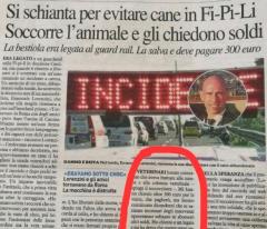 Cane investito, una legge e un LEA scaricati sui veterinari privati