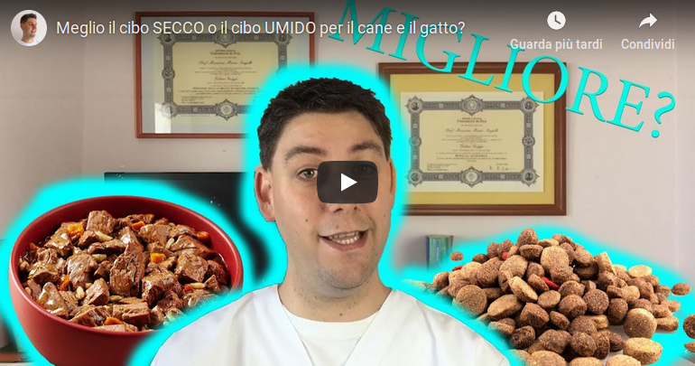 Meglio Il Cibo Secco O Il Cibo Umido Per Il Cane E Il Gatto
