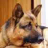 Cane displasico, l’allevatore rimborserà le spese veterinarie.