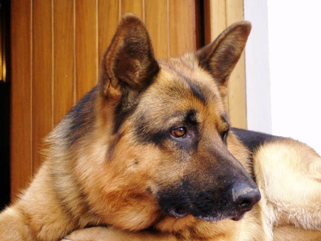 Cane displasico, l’allevatore rimborserà le spese veterinarie.