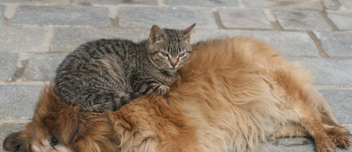 Pet owners: cresce la domanda di competenza veterinaria