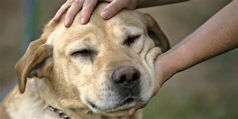 Animali da compagnia, il decalogo del proprietario responsabile