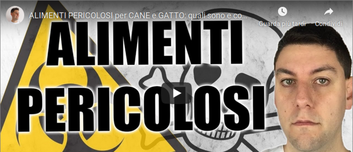 ALIMENTI PERICOLOSI per CANE e GATTO: quali sono e come valutarli