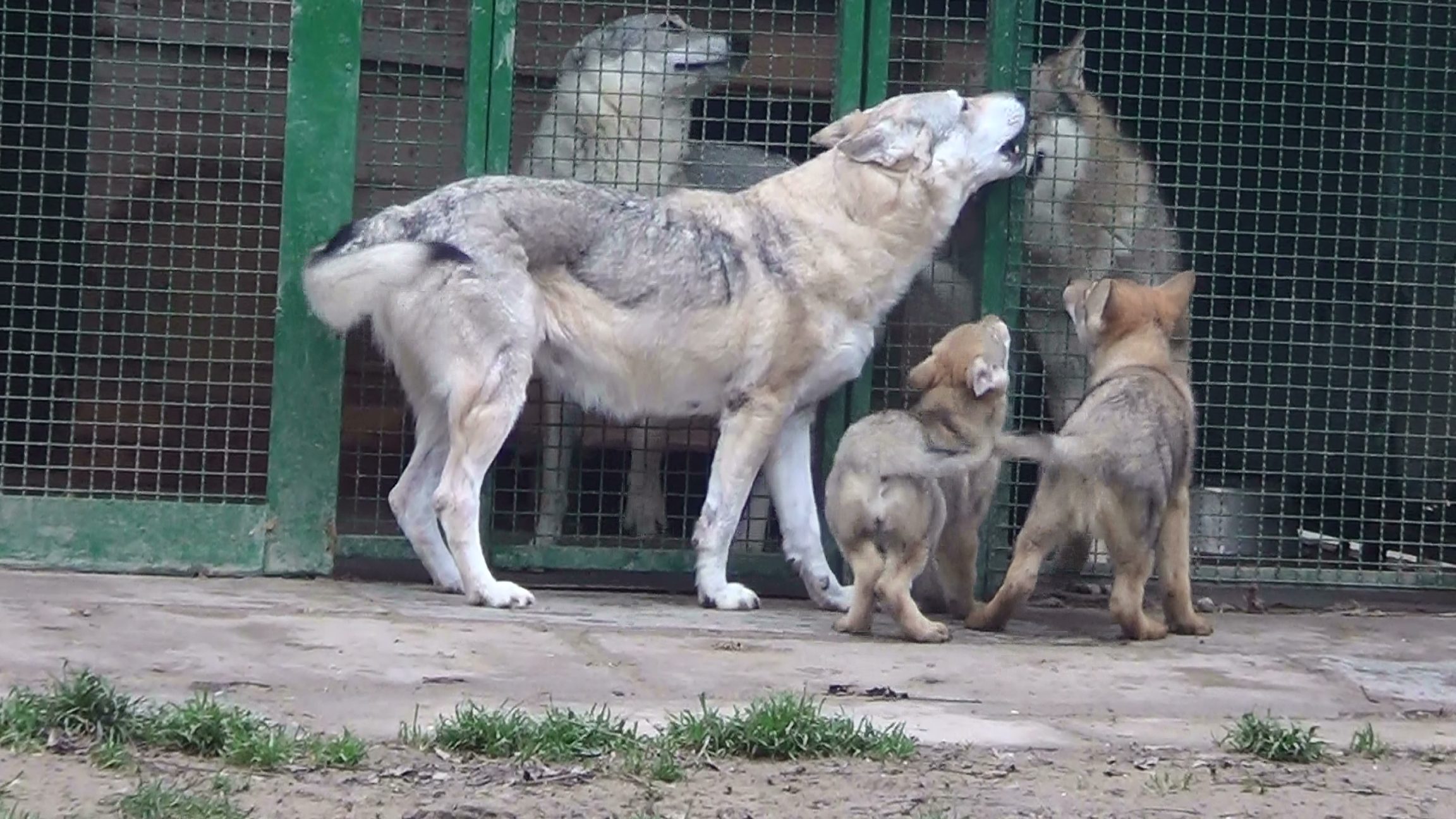 Importanza del corretto imprinting del cucciolo