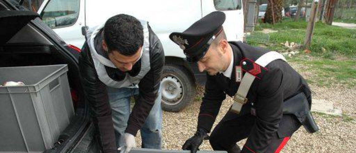 Cercate un Bouledogue o altri cani di taglia piccola? ATTENZIONE