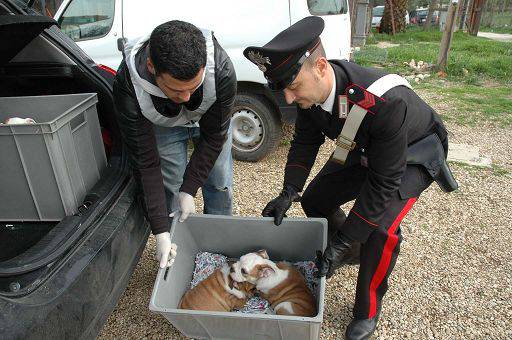 Cercate un Bouledogue o altri cani di taglia piccola? ATTENZIONE