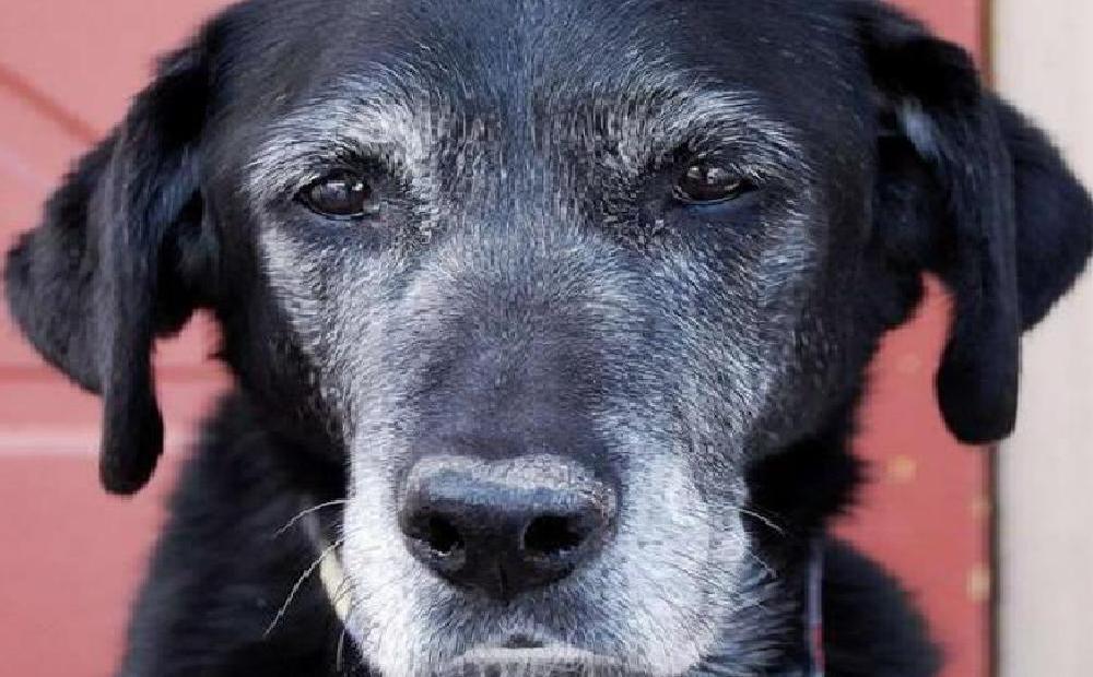 Il cane anziano e l’attività cognitiva (passando per l’Alzheimer)