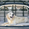 È possibile portare il cane nell’auto a noleggio?