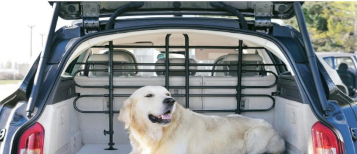 È possibile portare il cane nell’auto a noleggio?
